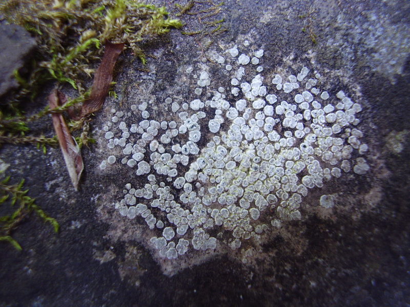 Una Riserva forestiera pi� settentrionale